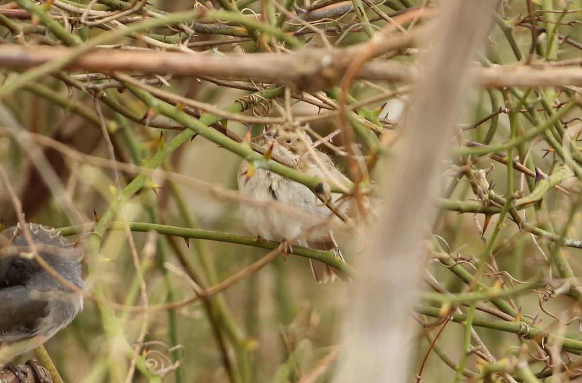 Clay-colored Sparrow - ML48135551