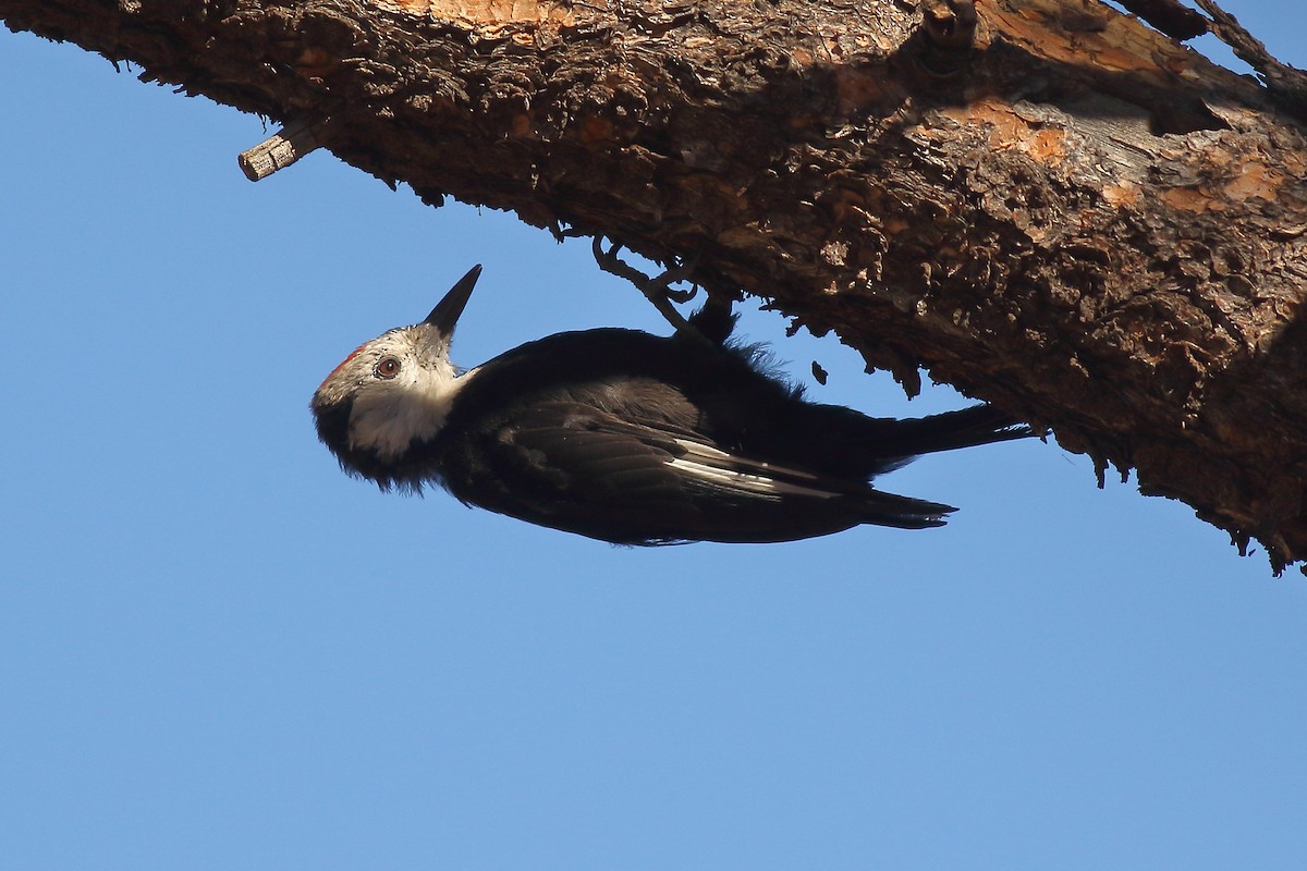 White-headed Woodpecker - ML481356391