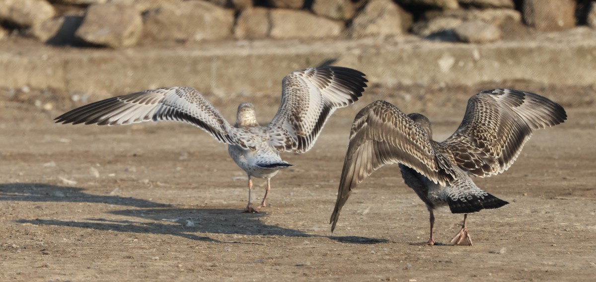 Ring-billed Gull - ML481357411