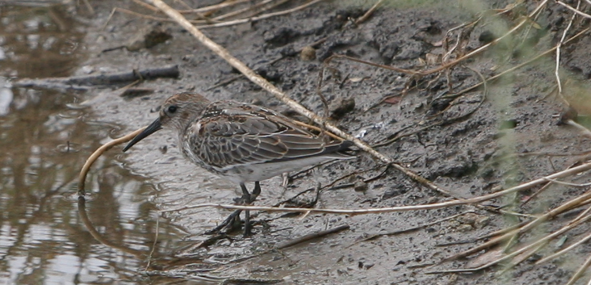 Dunlin - ML481357981