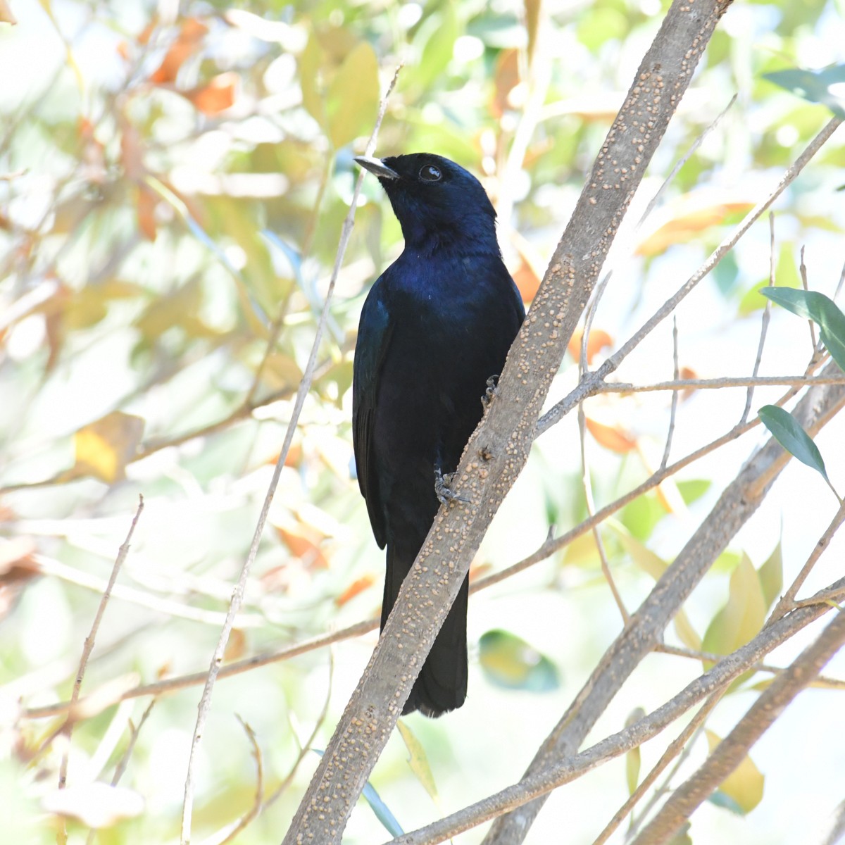 Purple-throated Cuckooshrike - ML481358591