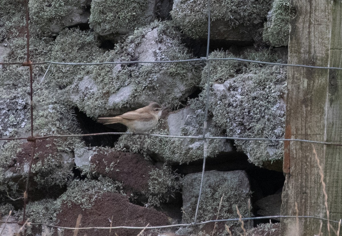 Paddyfield Warbler - ML481359421