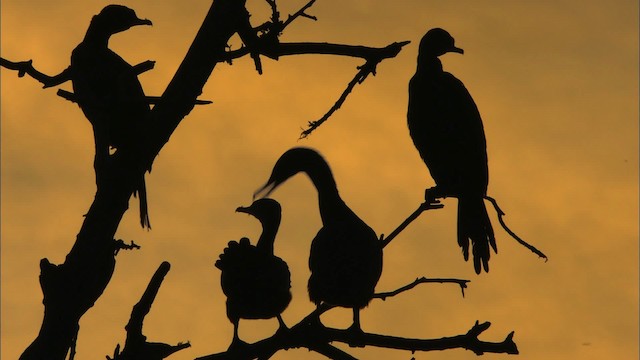 ub. skarv (Phalacrocoracidae sp.) - ML481360