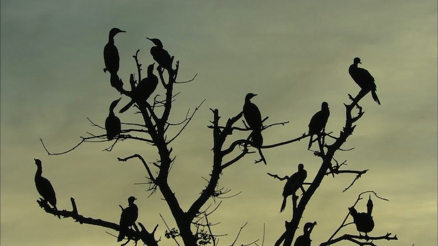 cormorant sp. - ML481362