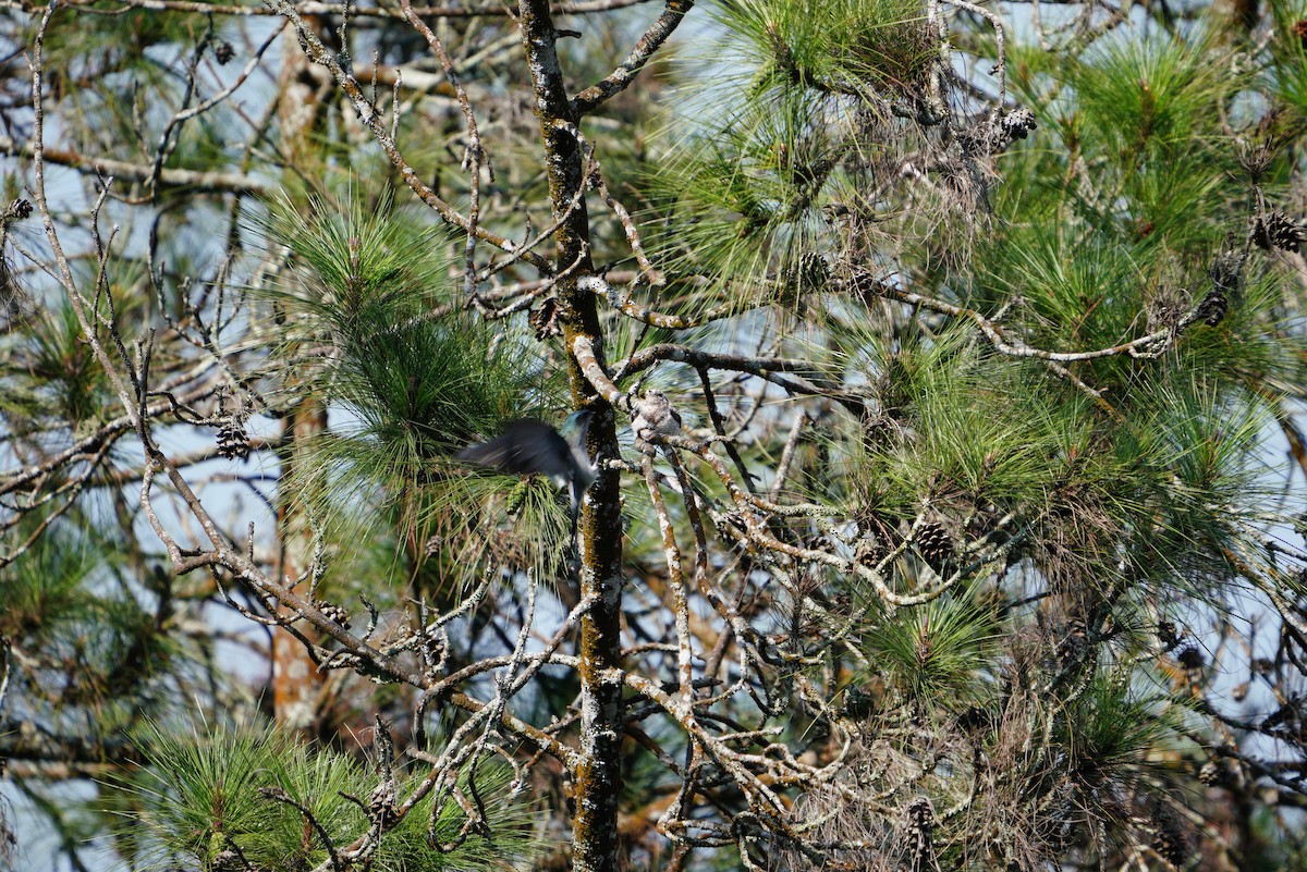 Gray-rumped Treeswift - ML481362021