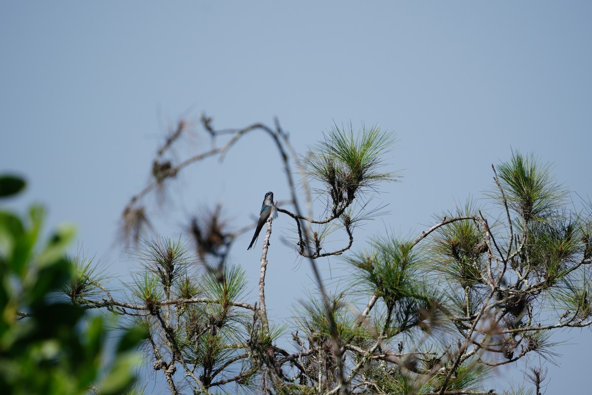 Gray-rumped Treeswift - ML481362031