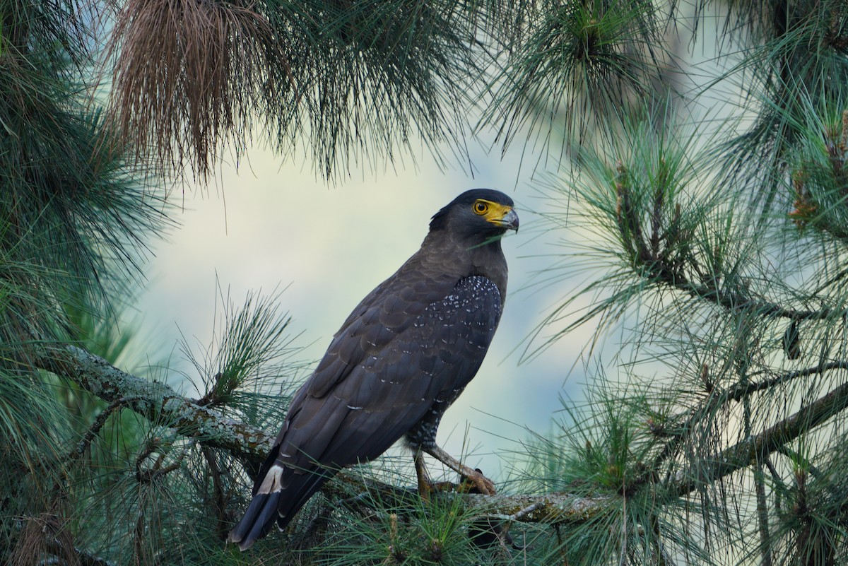 Crested Serpent-Eagle - ML481362051