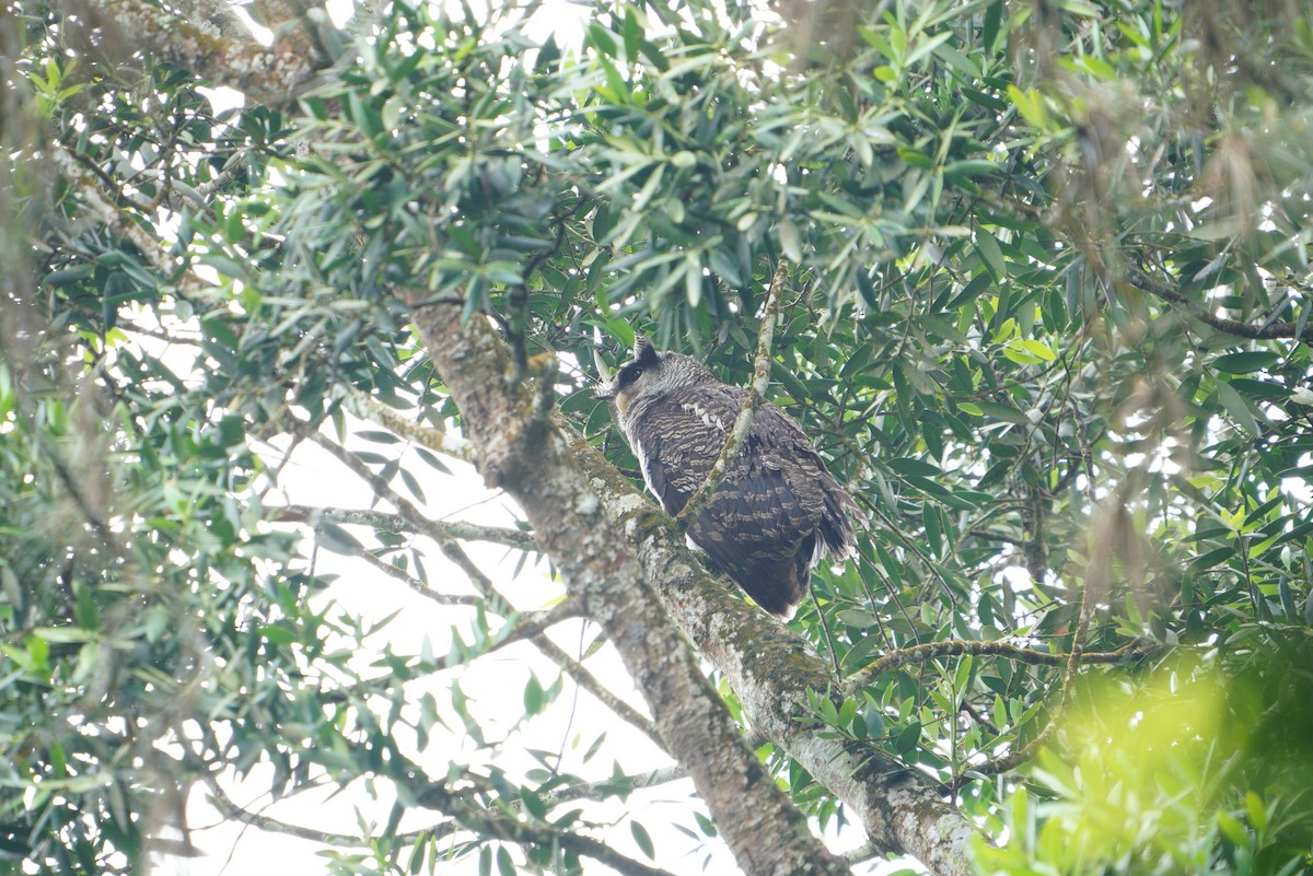 Barred Eagle-Owl - ML481362071