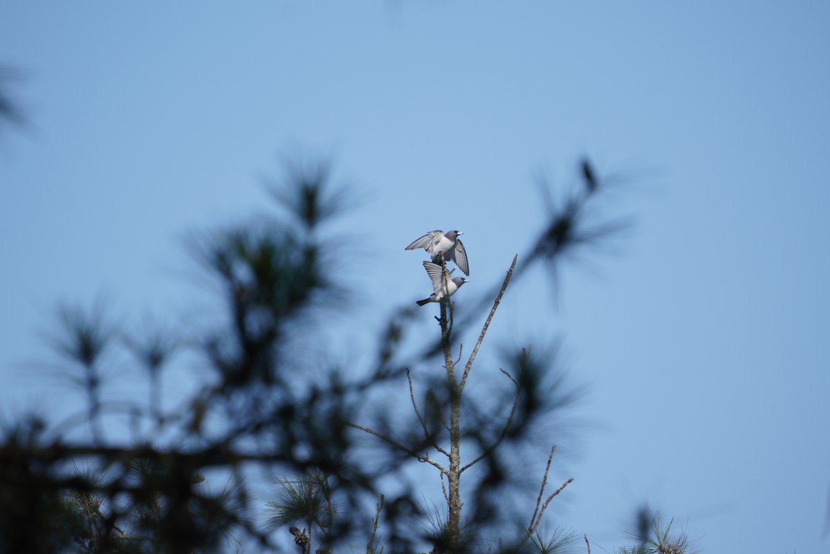 White-breasted Woodswallow - ML481362191