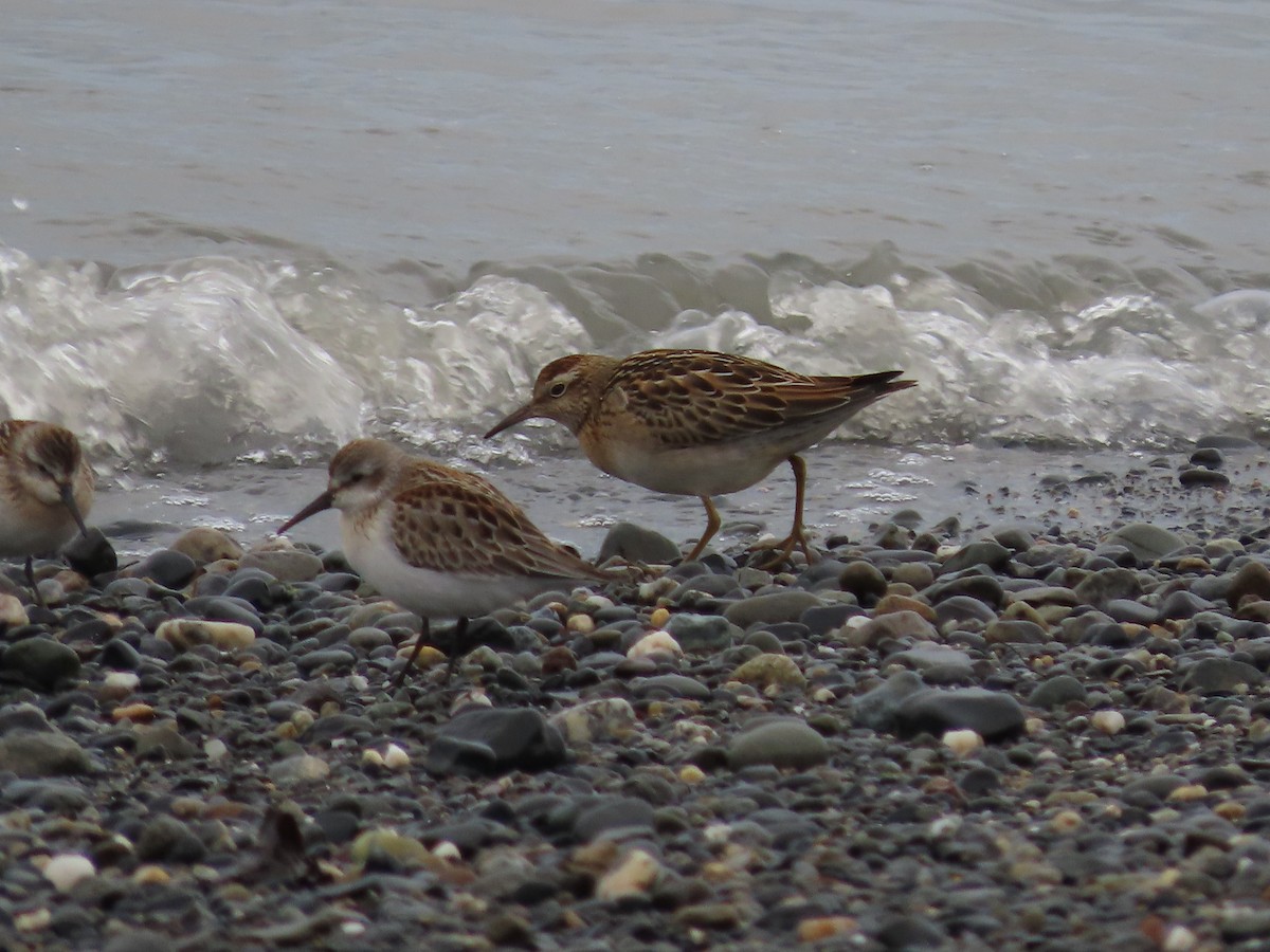 Sharp-tailed Sandpiper - Laura Burke