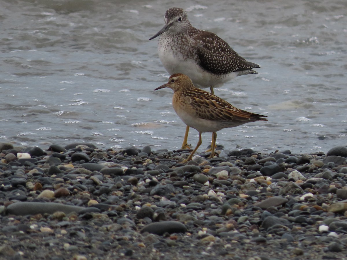 Sharp-tailed Sandpiper - Laura Burke