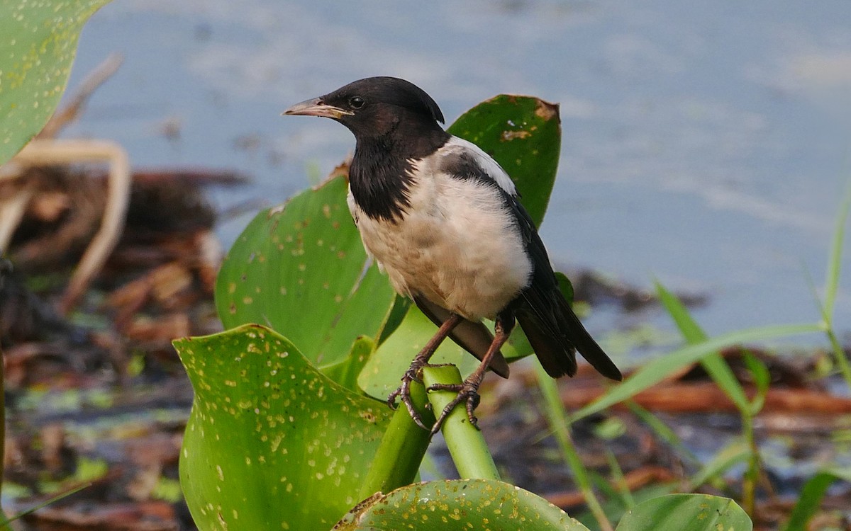 Rosy Starling - ML481362261