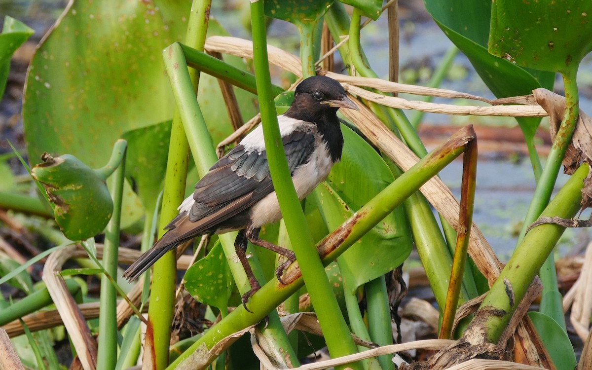 Rosy Starling - ML481362271