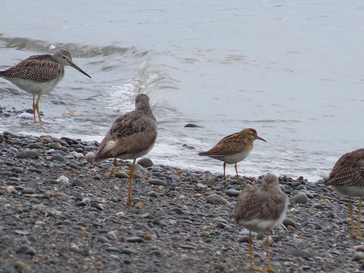 Sharp-tailed Sandpiper - ML481362301