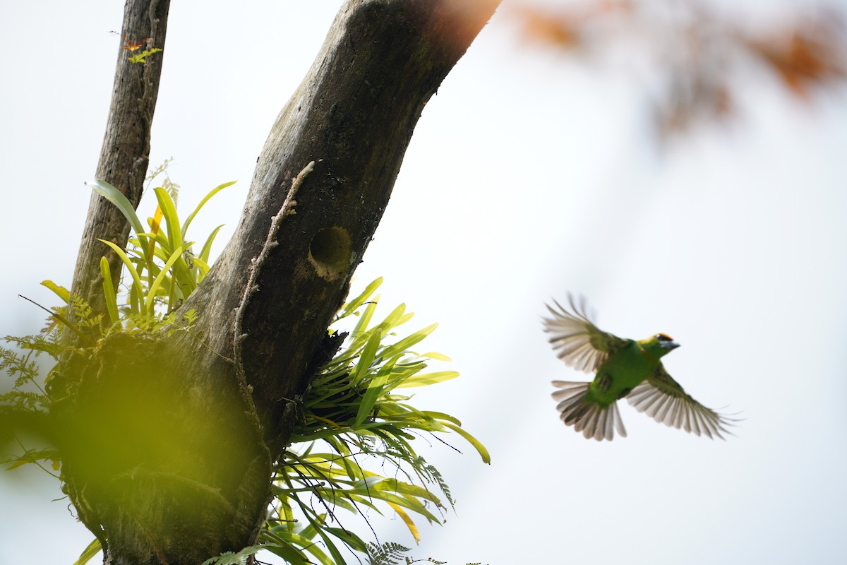 Flame-fronted Barbet - ML481362791