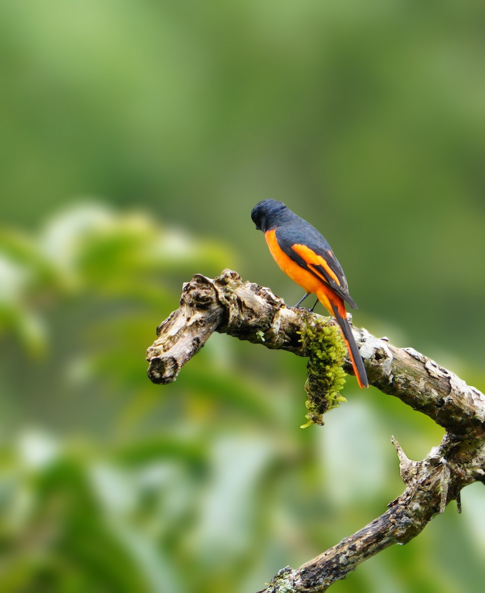 Sunda Minivet - ML481362821