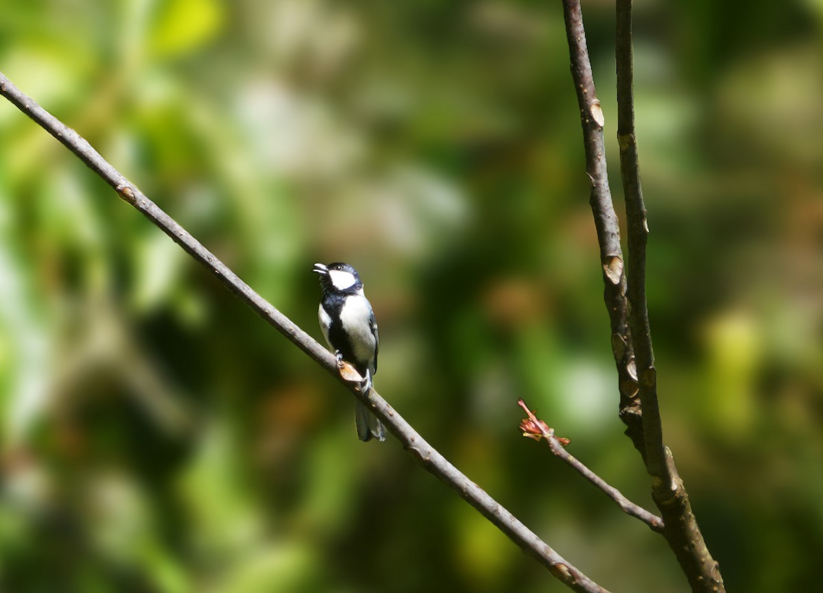 Asian Tit (Cinereous) - ML481362841