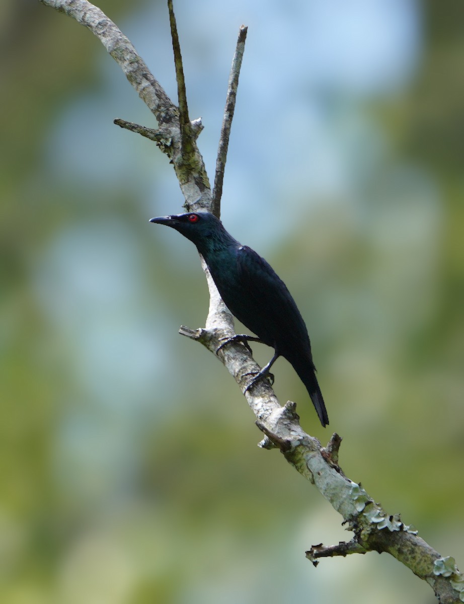 Asian Glossy Starling - ML481362961
