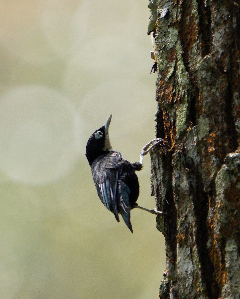 Blue Nuthatch - ML481362971