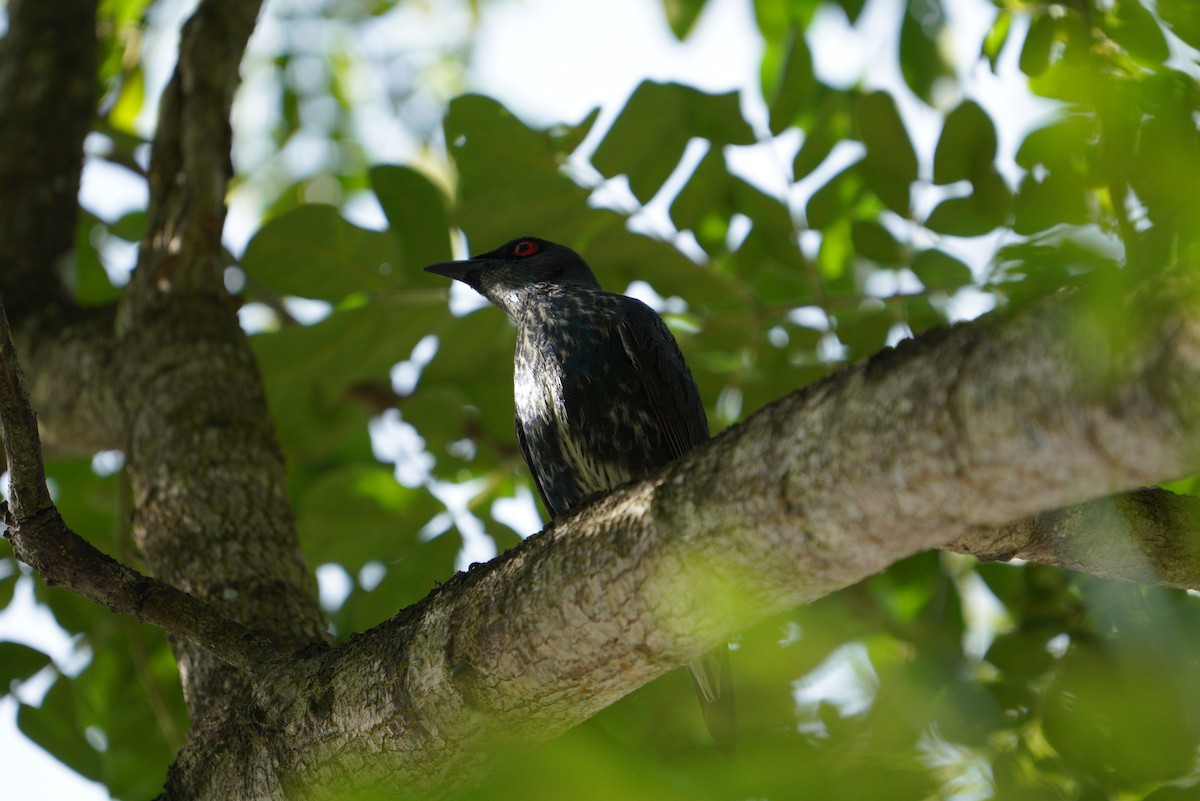 Asian Glossy Starling - ML481363041