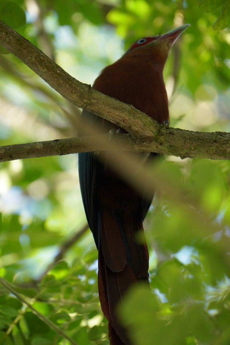 Chestnut-breasted Malkoha - ML481363151