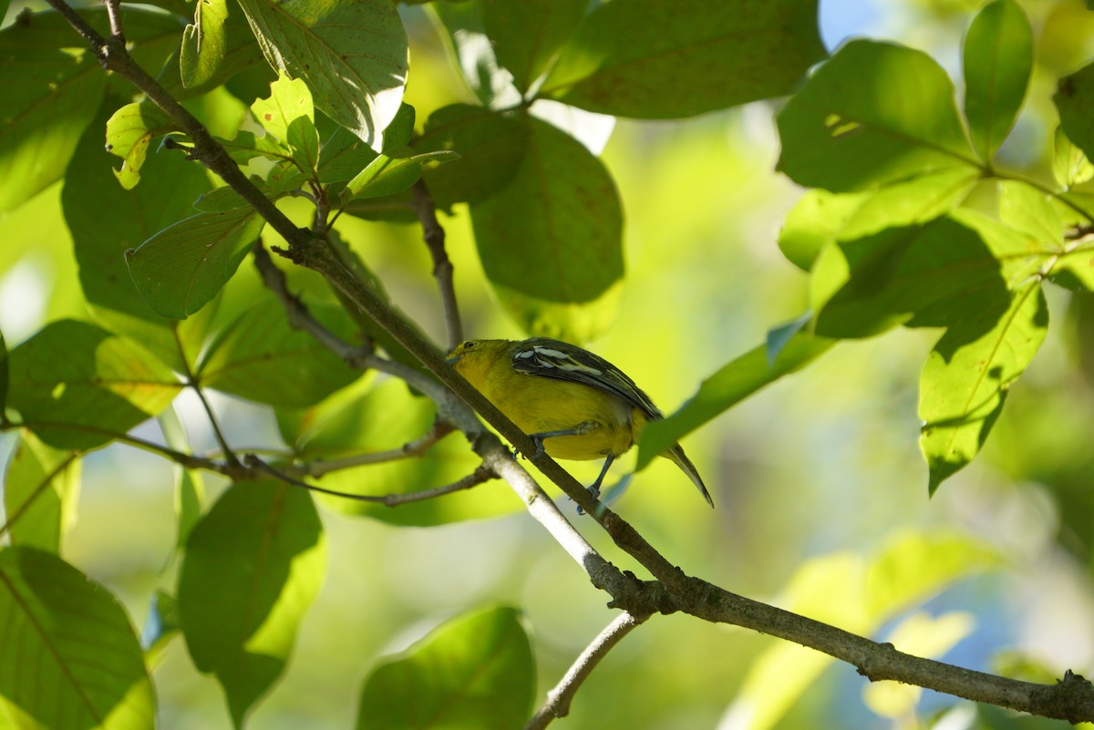 Common Iora - ML481363211