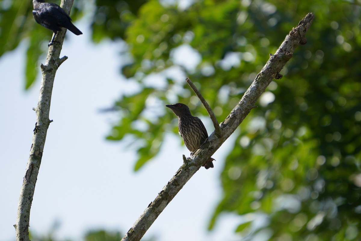 Asian Glossy Starling - ML481363231