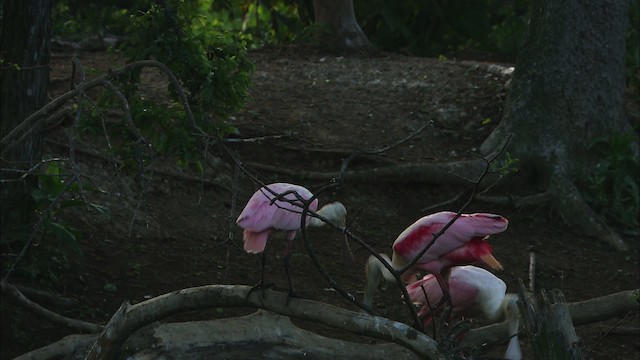 Roseate Spoonbill - ML481364