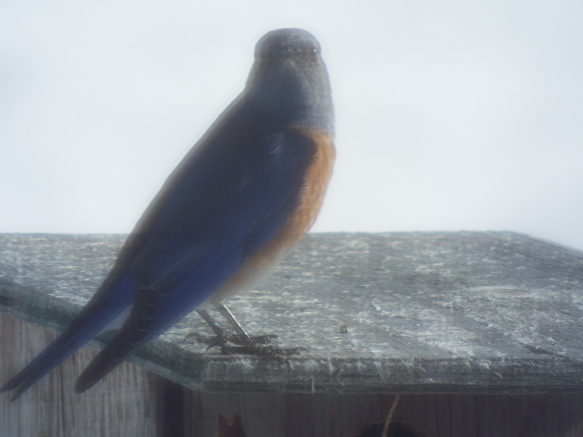 Western Bluebird - Frederick Erland