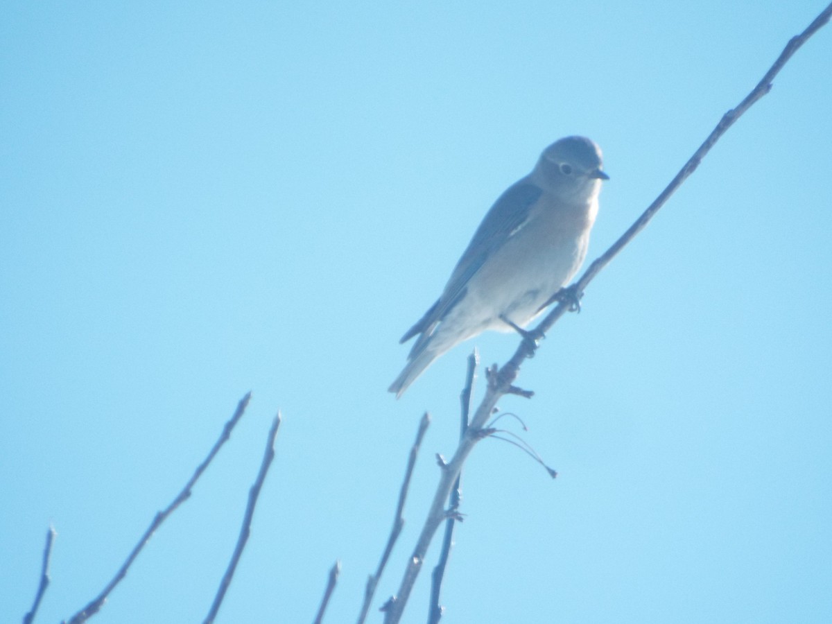 Western Bluebird - Frederick Erland