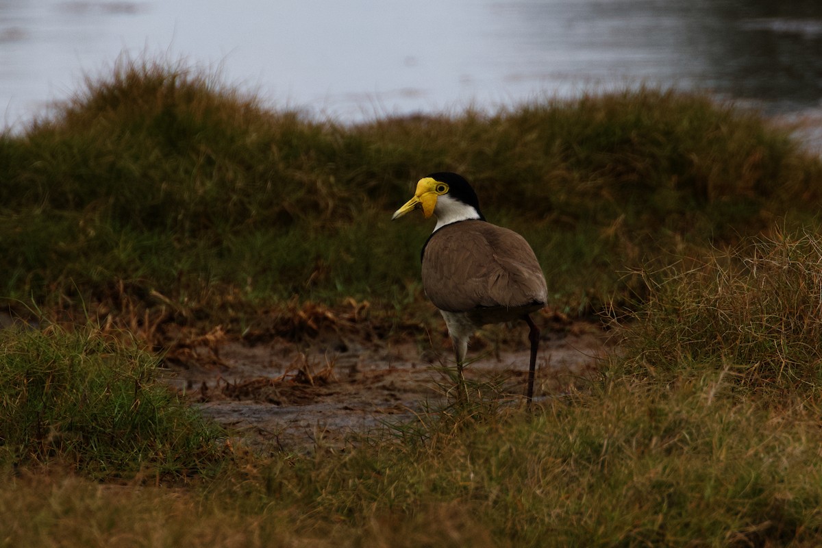 Masked Lapwing - Dennis Devers