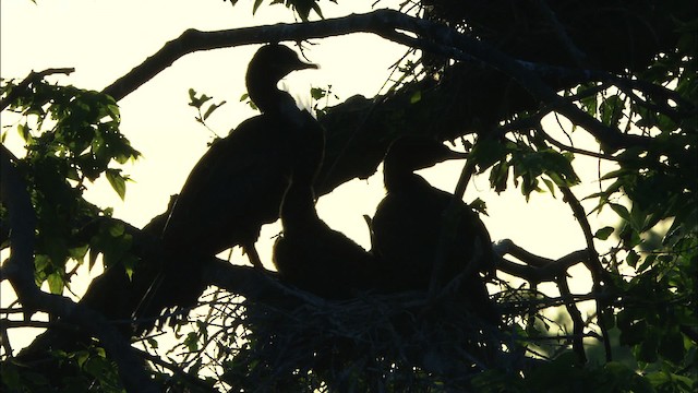 cormoran sp. - ML481369