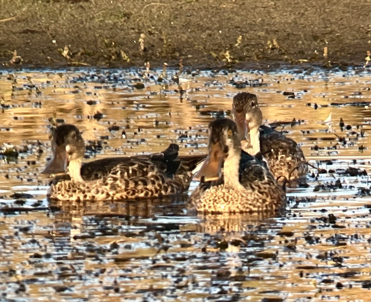 Northern Shoveler - Tim Rodenkirk