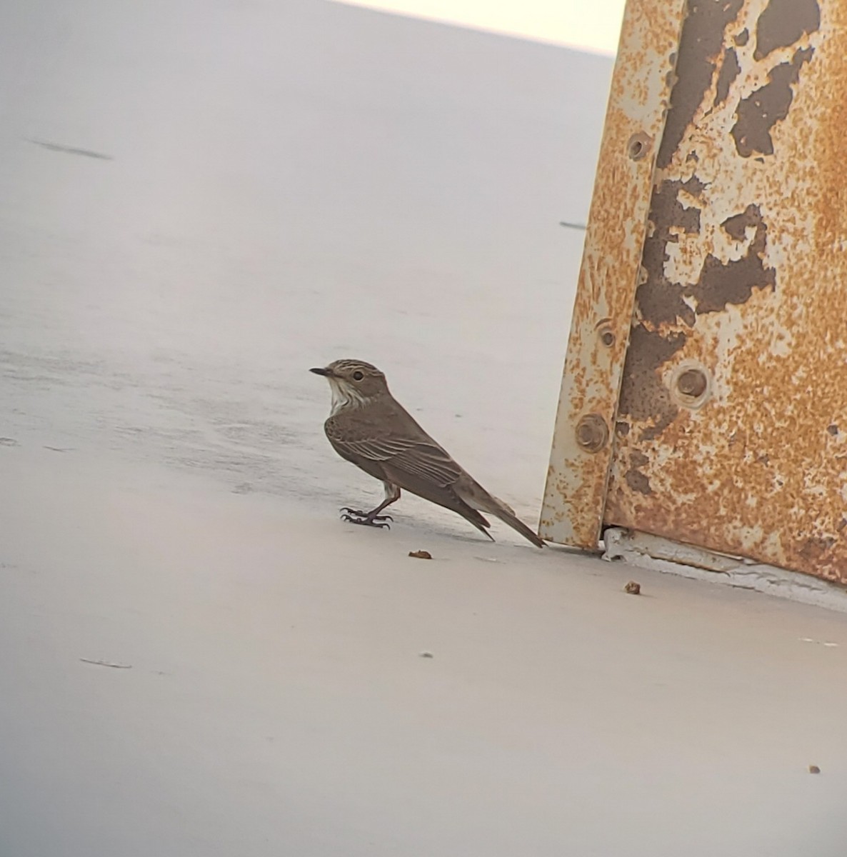 Spotted Flycatcher - Karl  Suttmann
