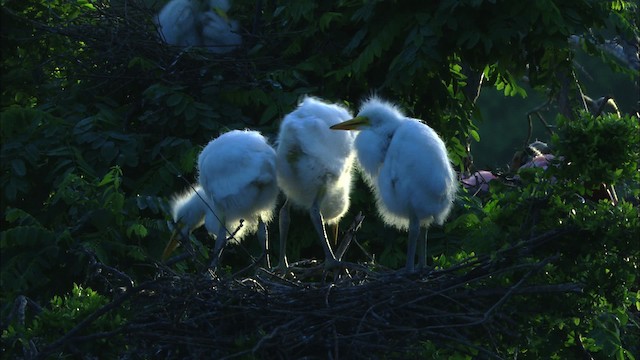 Silberreiher (egretta) - ML481371