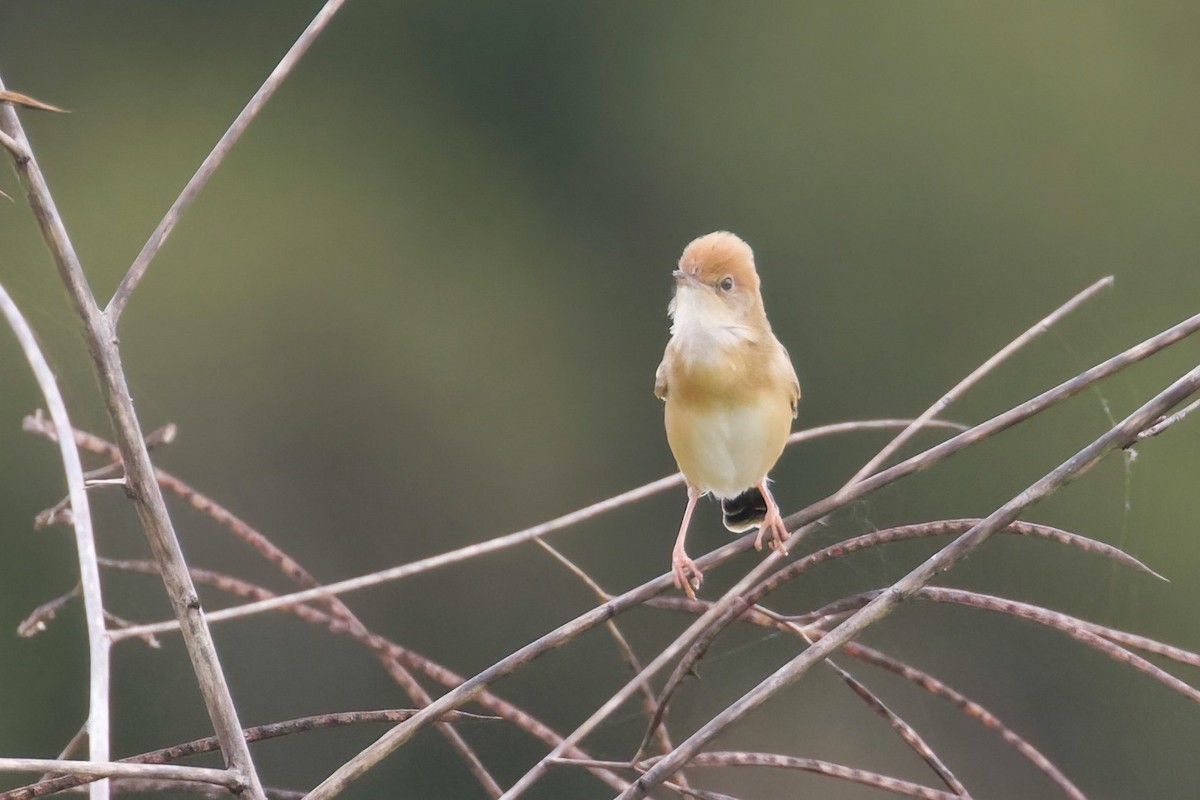 Golden-headed Cisticola - ML481371731