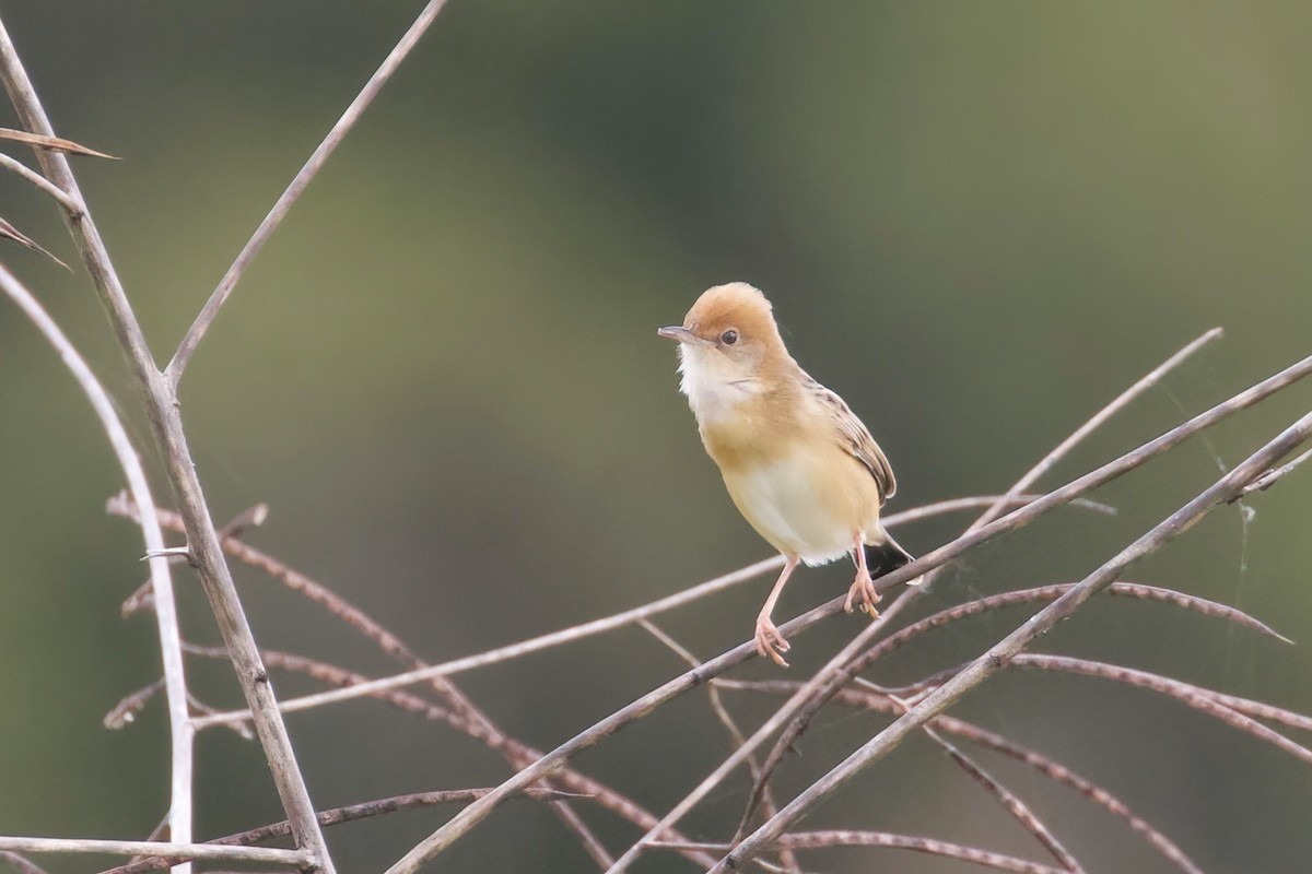 Golden-headed Cisticola - ML481371751