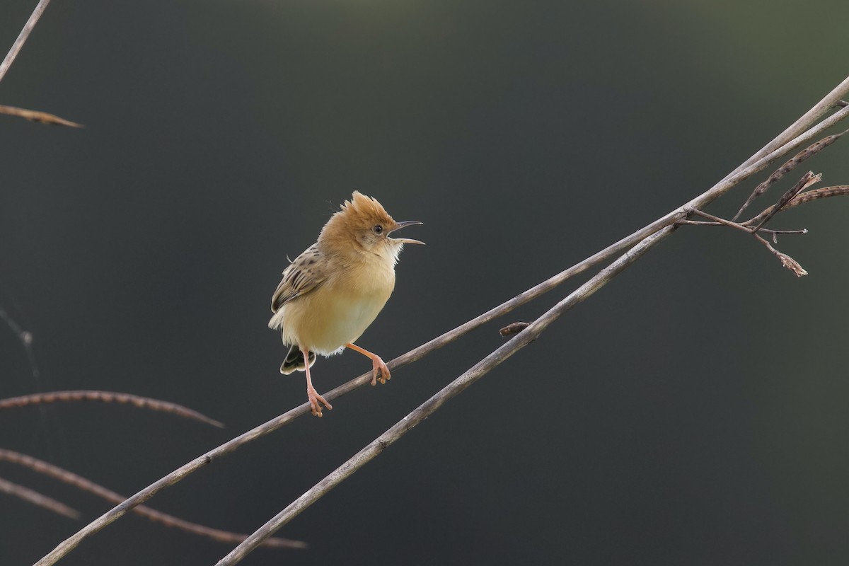 Golden-headed Cisticola - ML481371841