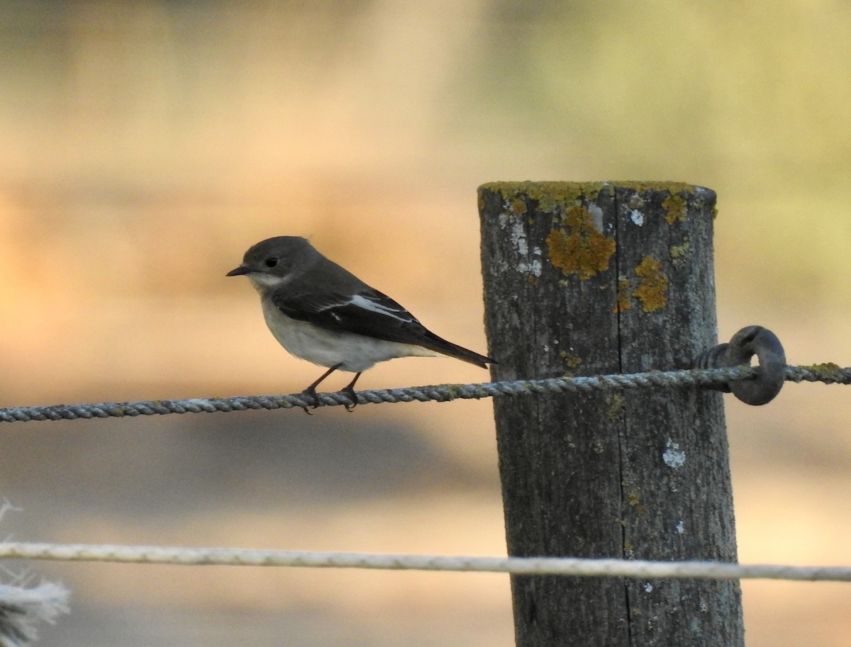 European Pied Flycatcher - ML481375261