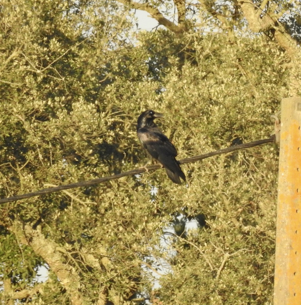 Common Raven - ML481375301