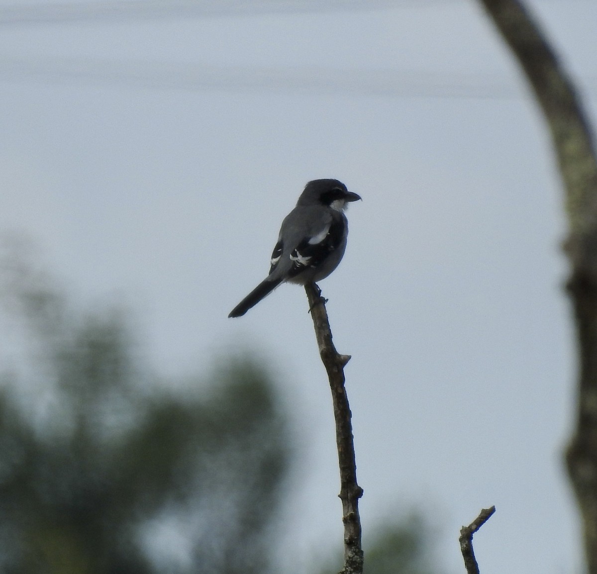 Iberian Gray Shrike - ML481375421