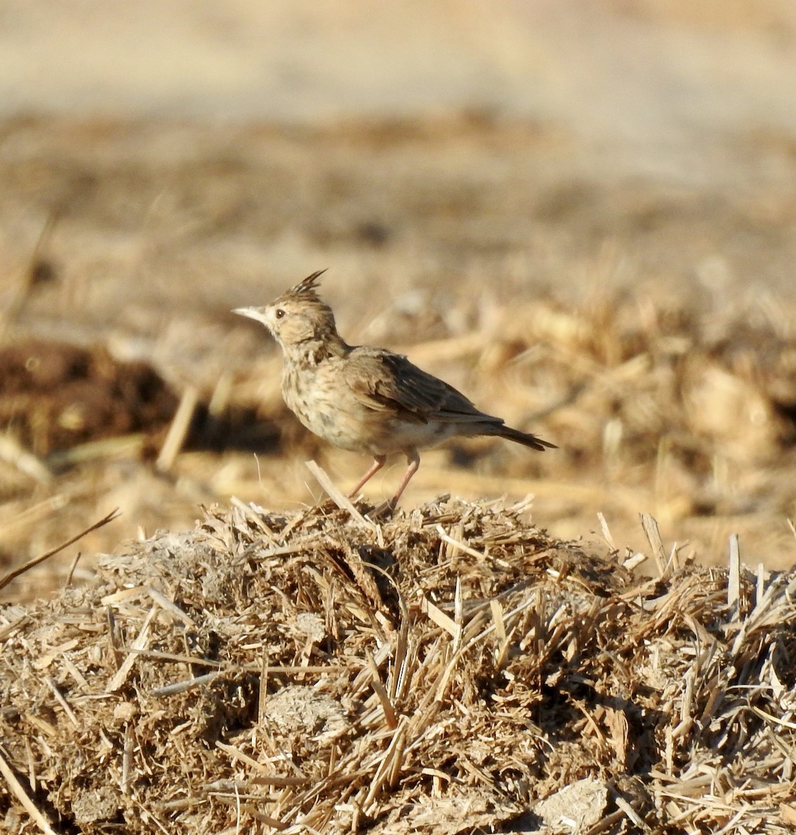 Crested Lark - Jonathan  Dean