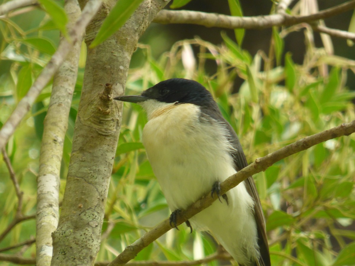 Restless Flycatcher - ML481375751