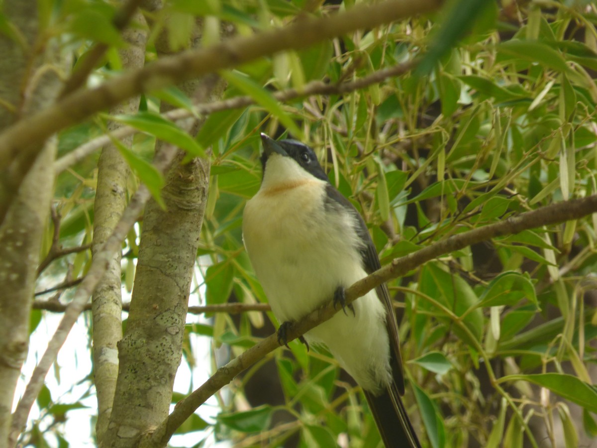 Restless Flycatcher - ML481375761