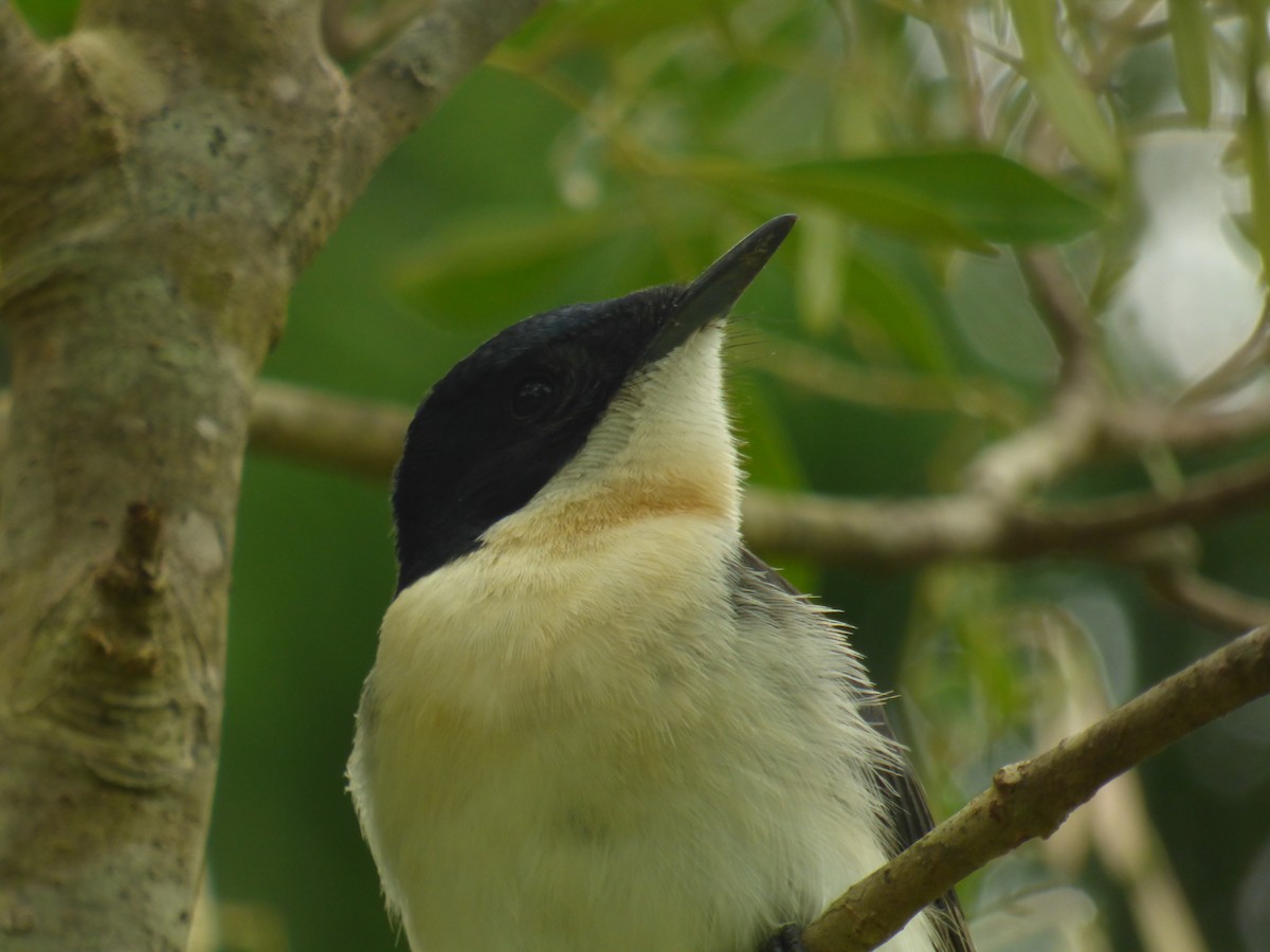 Restless Flycatcher - ML481375771