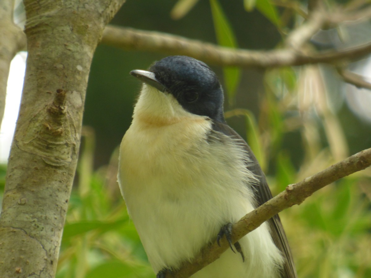 Restless Flycatcher - ML481375791