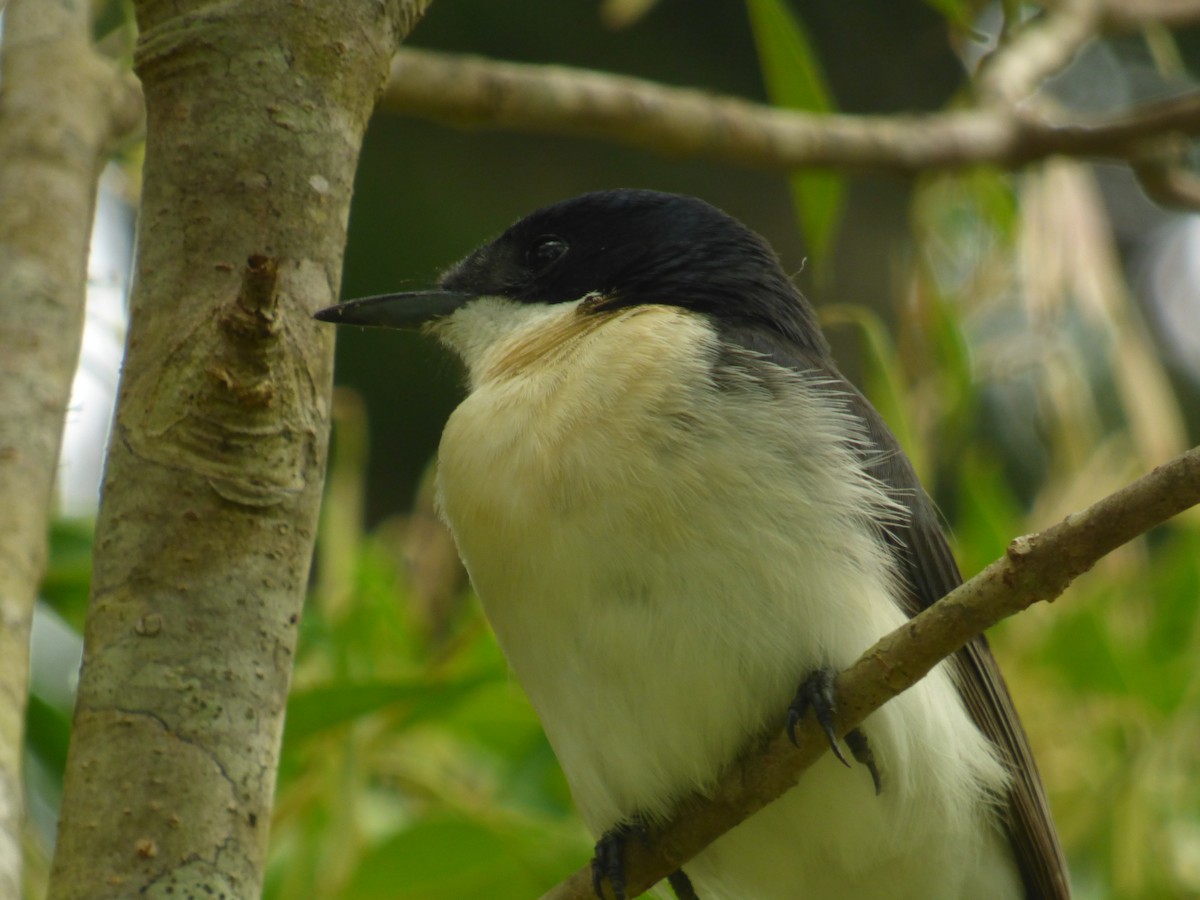 Restless Flycatcher - Isaiah Hinze