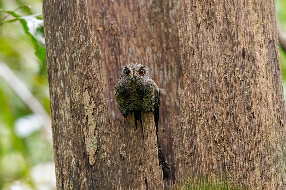 Wallace's Owlet-nightjar - ML481375971