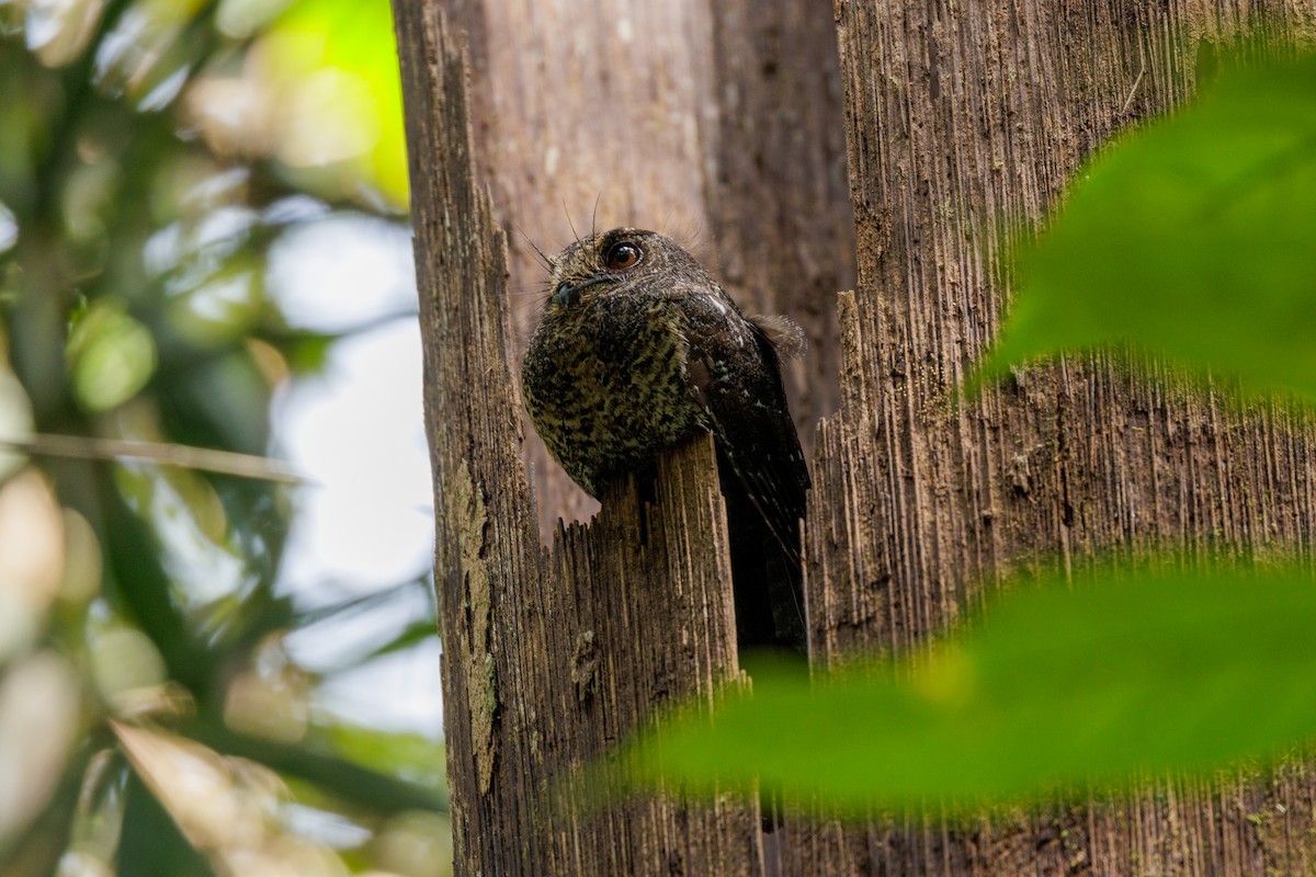 Wallace's Owlet-nightjar - ML481375981