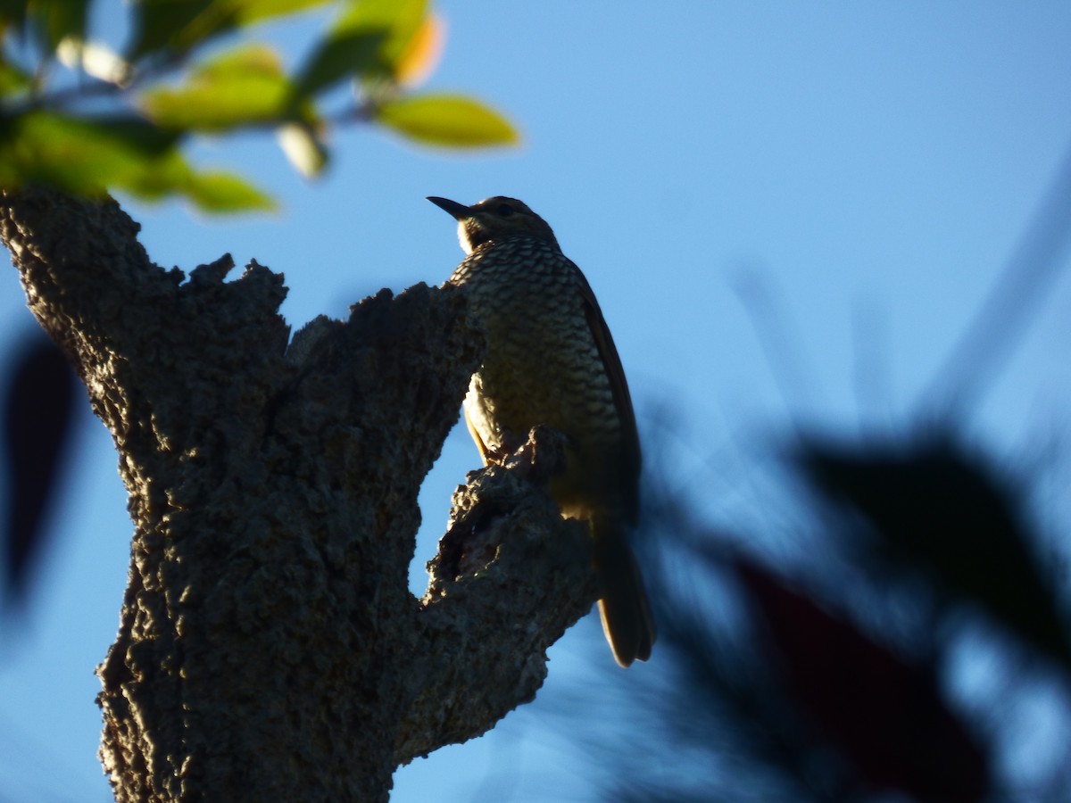 Regent Bowerbird - ML481376191